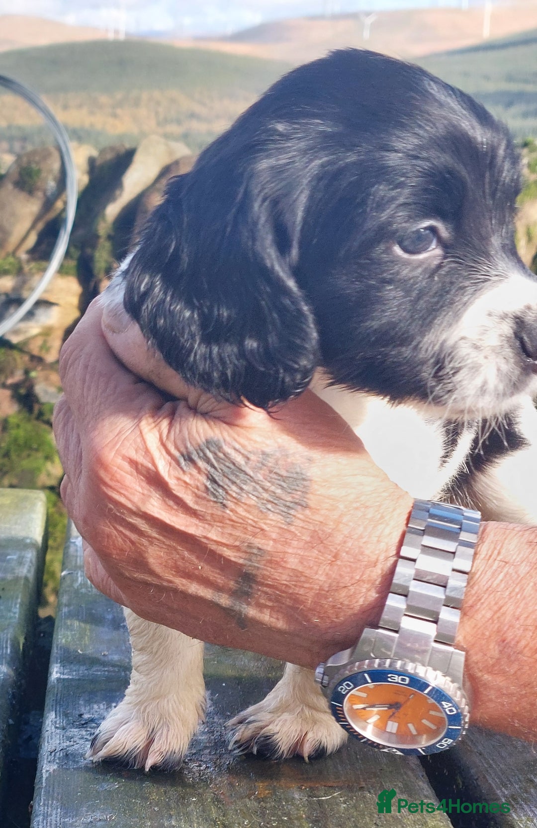 English Springer Spaniel dogs for sale: Quality Spaniel Litter at Sandaharr  - Image 9