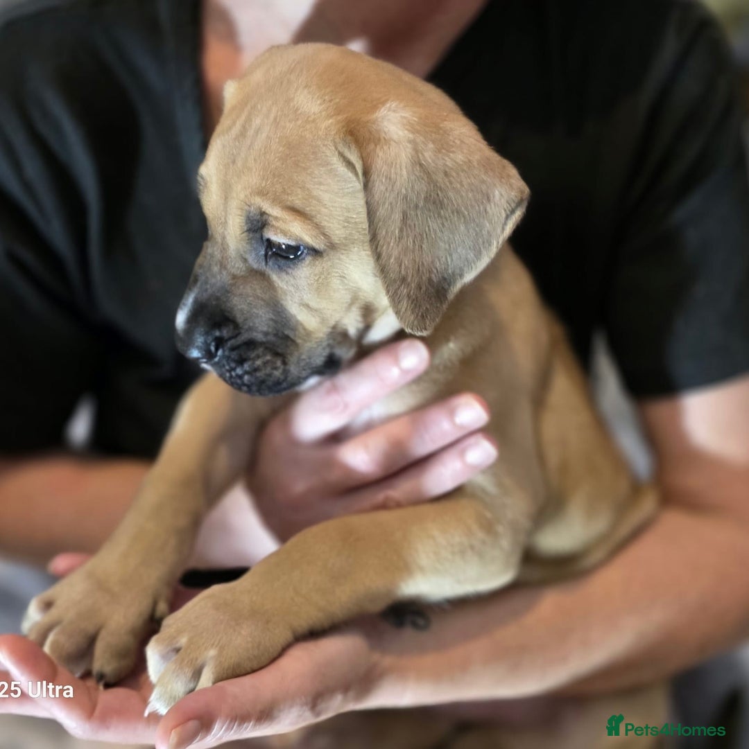 Mixed Breed dogs for sale: Presa Canario x Boerboel Puppies in Bromley - Image 4