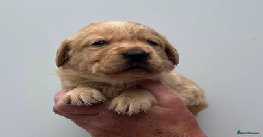 Goldador dogs - Advert 1