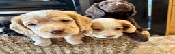 Cocker Spaniel dogs for sale: 🐾 Beautiful Working RKC Cocker Spaniel Puppies🐾 - Advert 5