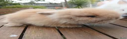 Lionhead rabbits for sale: Beautiful DM Lionheads  - Advert 13