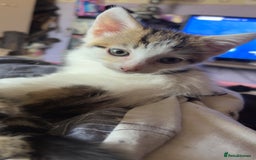 British Shorthair cats for sale: 4 tabby kittens  - Image 11