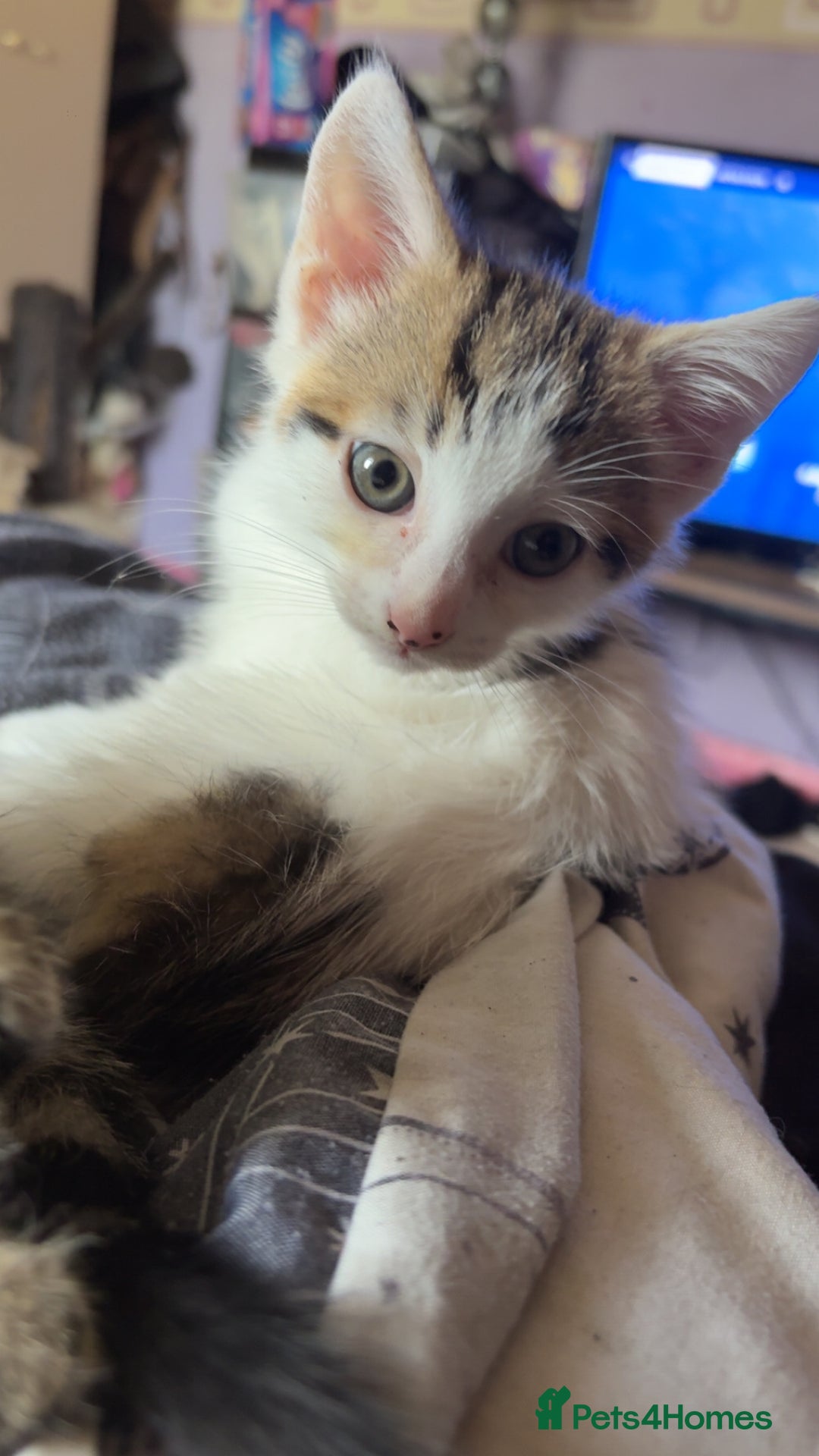British Shorthair cats for sale: 4 tabby kittens  - Image 11
