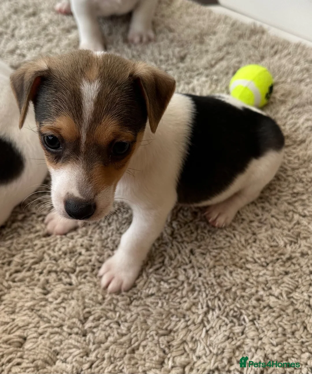 Jack Russell dogs for sale: Traditional Mini Jack Russells - Advert 2