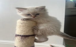 Ragdoll cats for sale: 2 fluffy ragdoll girls READY NOW - Image 5