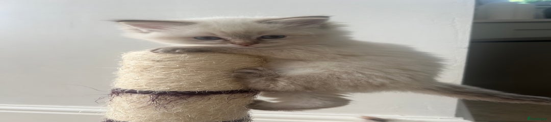 Ragdoll Kitten 2