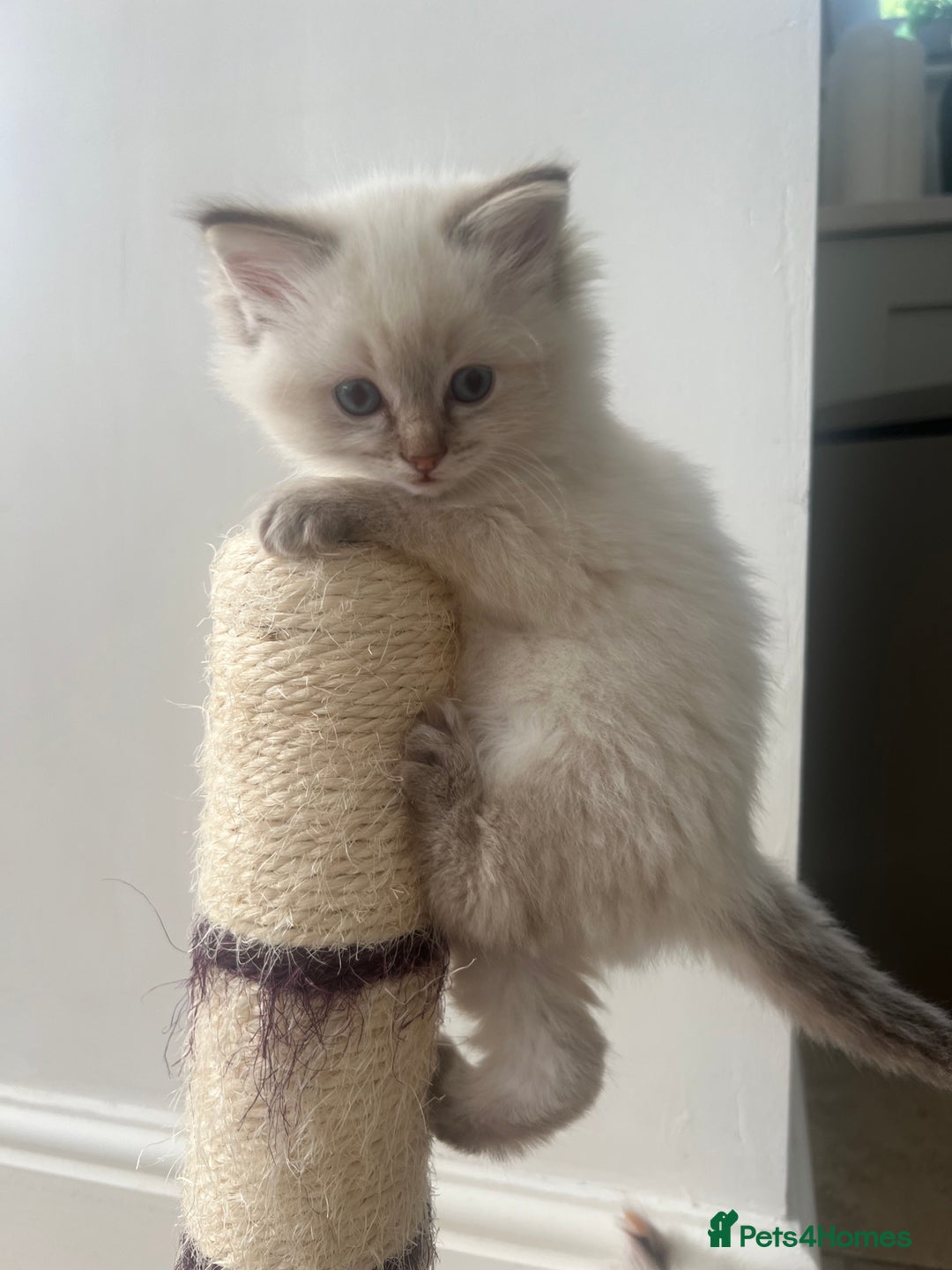 Ragdoll cats for sale: 2 fluffy ragdoll girls READY NOW - Image 5