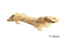 Miniature Dachshund dogs for stud: Long coat cream stud - Image 4
