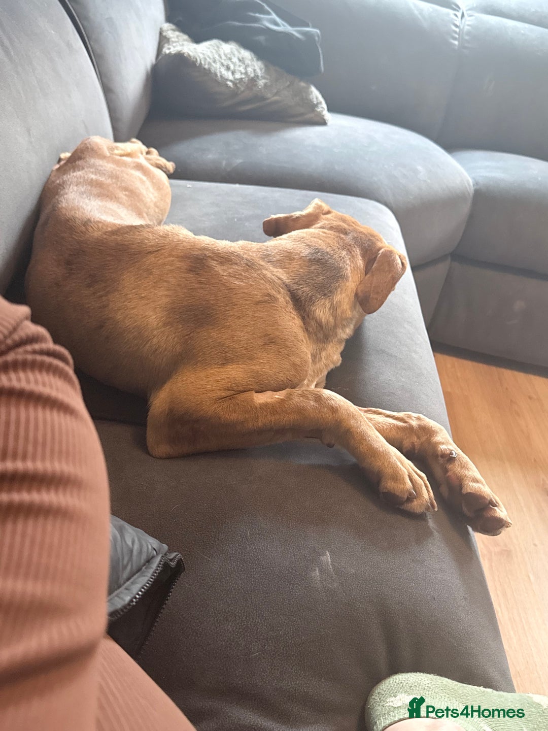 Olde English Bulldogge dogs for sale: Effie  - Advert 4