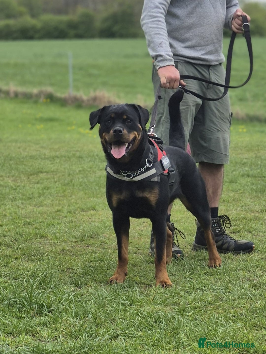 Rottweiler dogs for stud: Onex de Tierra Ibera available for stud in Newark - Advert 9