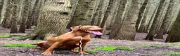 Hungarian Vizsla dogs for sale: Female - Advert 3