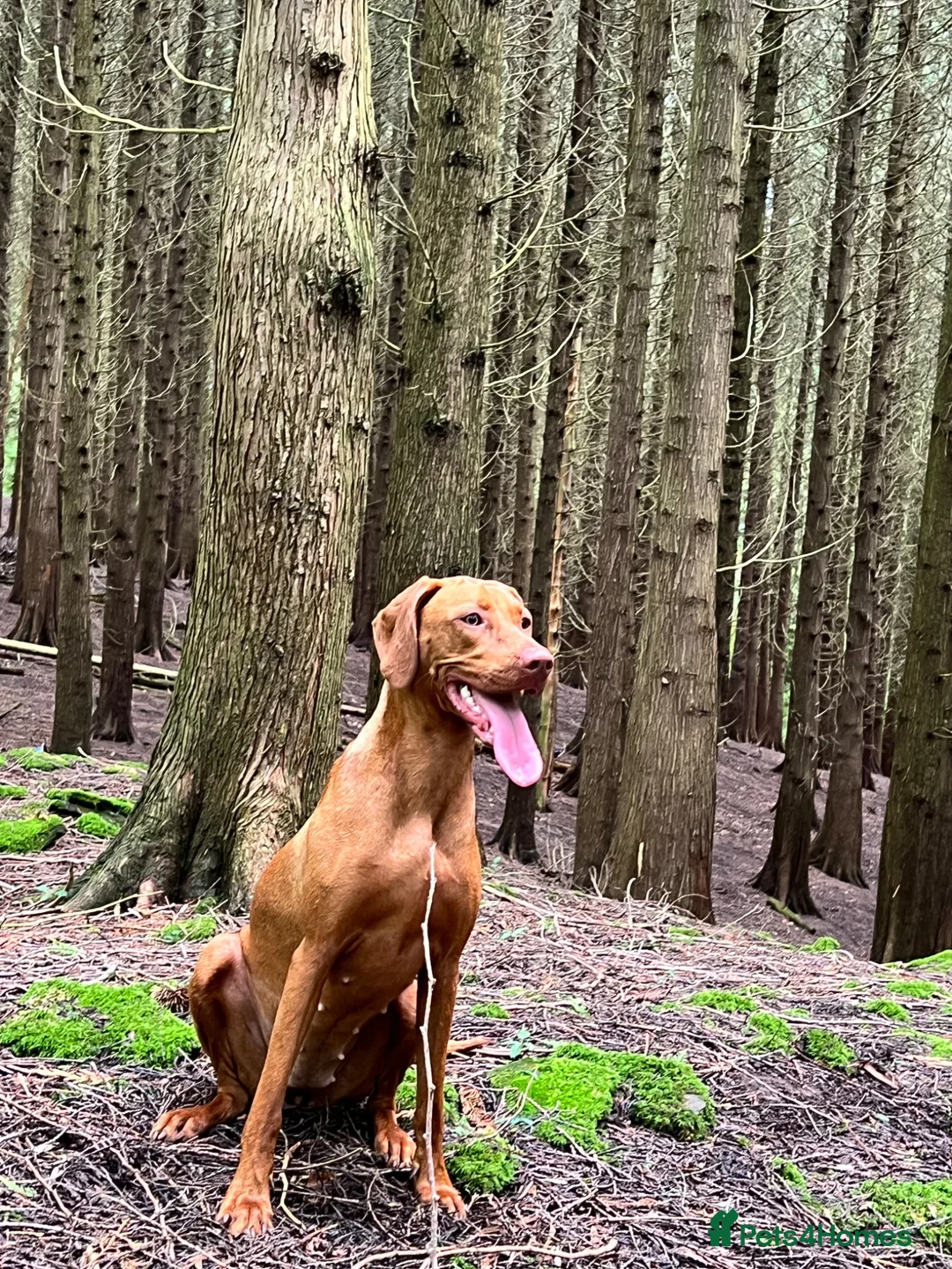 Hungarian Vizsla dogs for sale: Female - Advert 2
