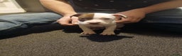 Mixed Breed dogs for sale: White n brown  - Advert 3