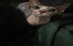 Sphynx cats for sale: Female sphynx  - Image 2