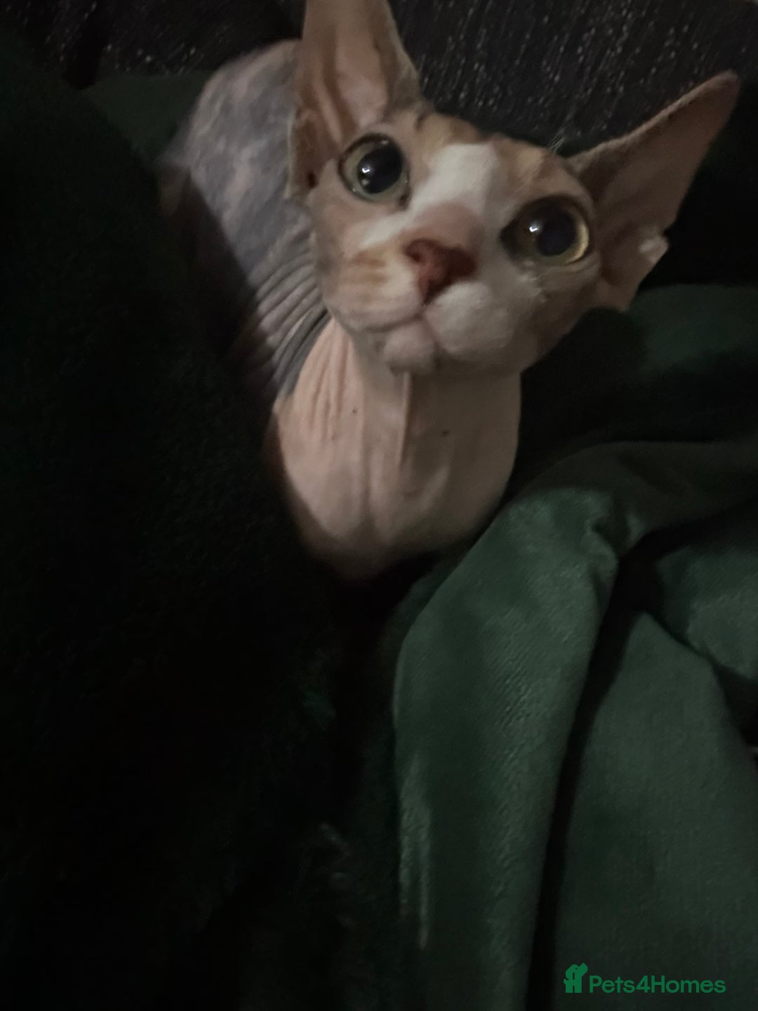 Sphynx cats for sale: Female sphynx  - Image 2