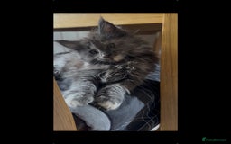 Maine Coon cats for sale: Last 2 Maine coon kittens  - Image 7