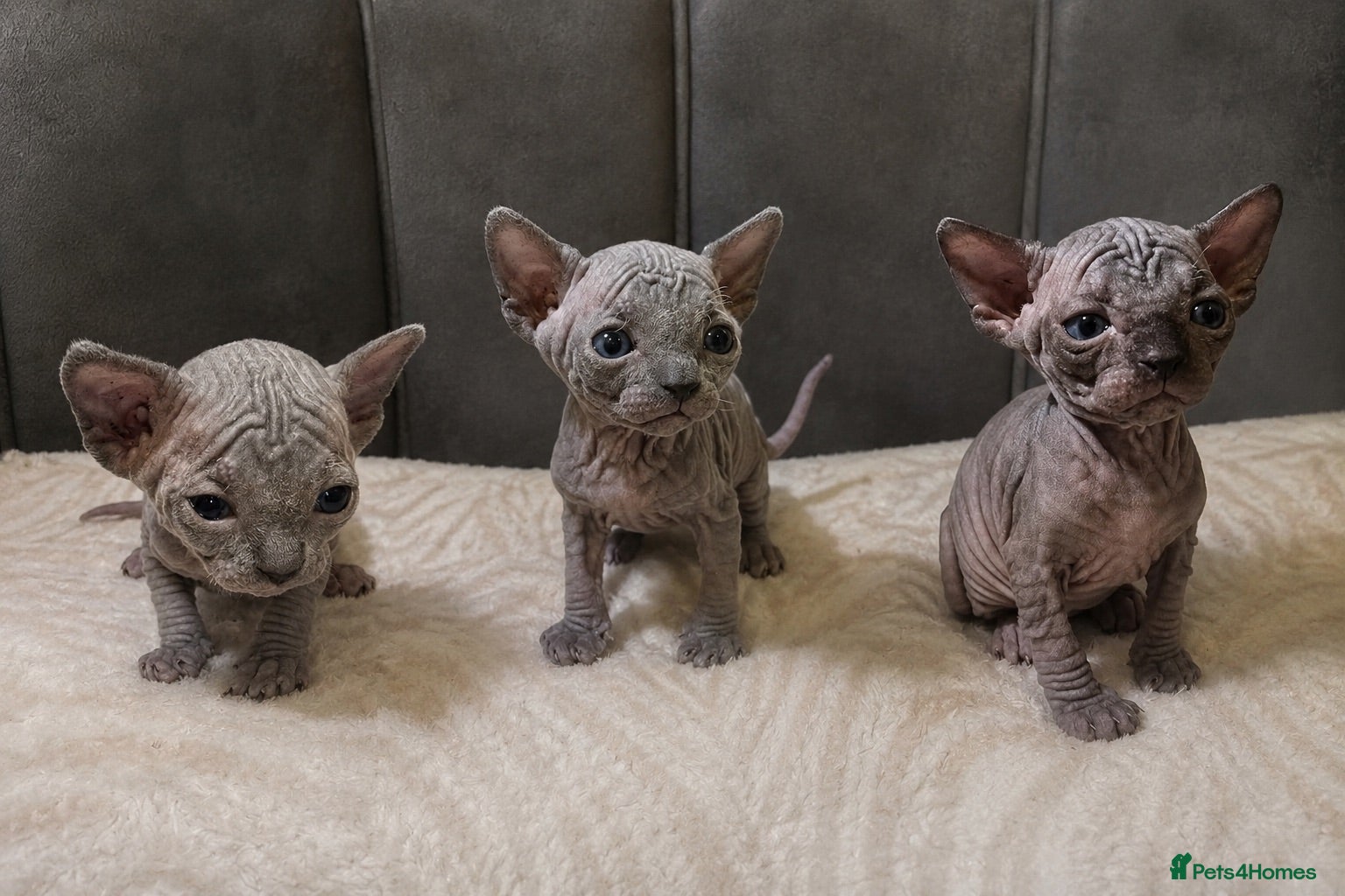 Sphynx cats Sphyx kittens  - Advert 3