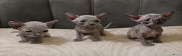 Sphynx cats for sale: Sphyx kittens  - Advert 1