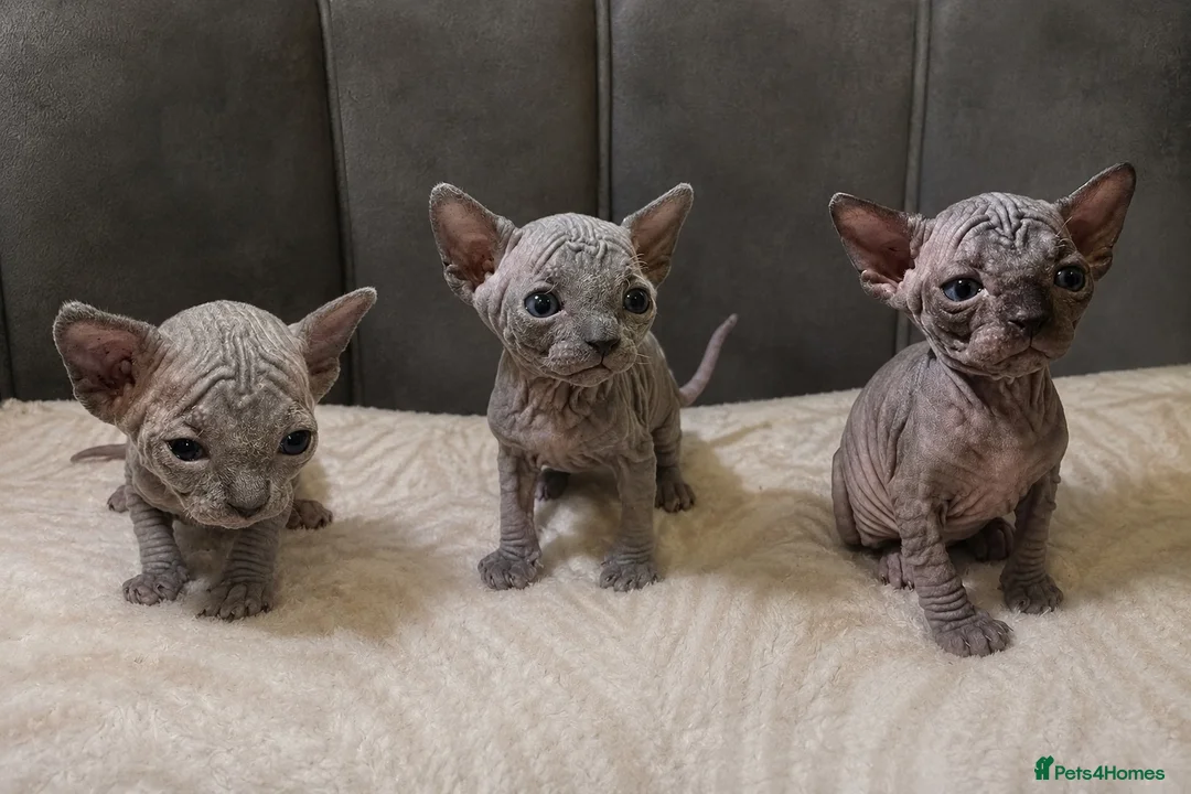 Sphynx cats for sale: Sphyx kittens  - Advert 1
