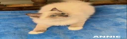 Ragdoll cats for sale: Stunning fluffy blue-point ragdoll female kittens  - Advert 6