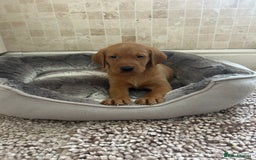Labrador Retriever dogs for sale: KC FTCH Fox Red Lab pups Health Tested Parents - Image 21