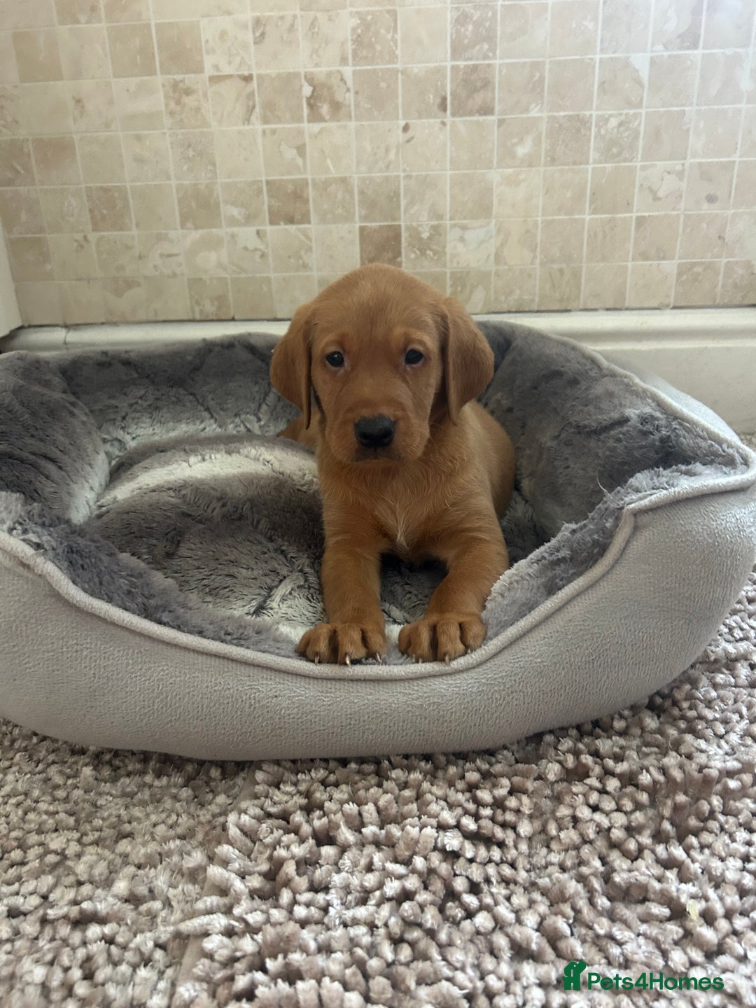 Labrador Retriever dogs for sale: KC FTCH Fox Red Lab pups Health Tested Parents - Image 21