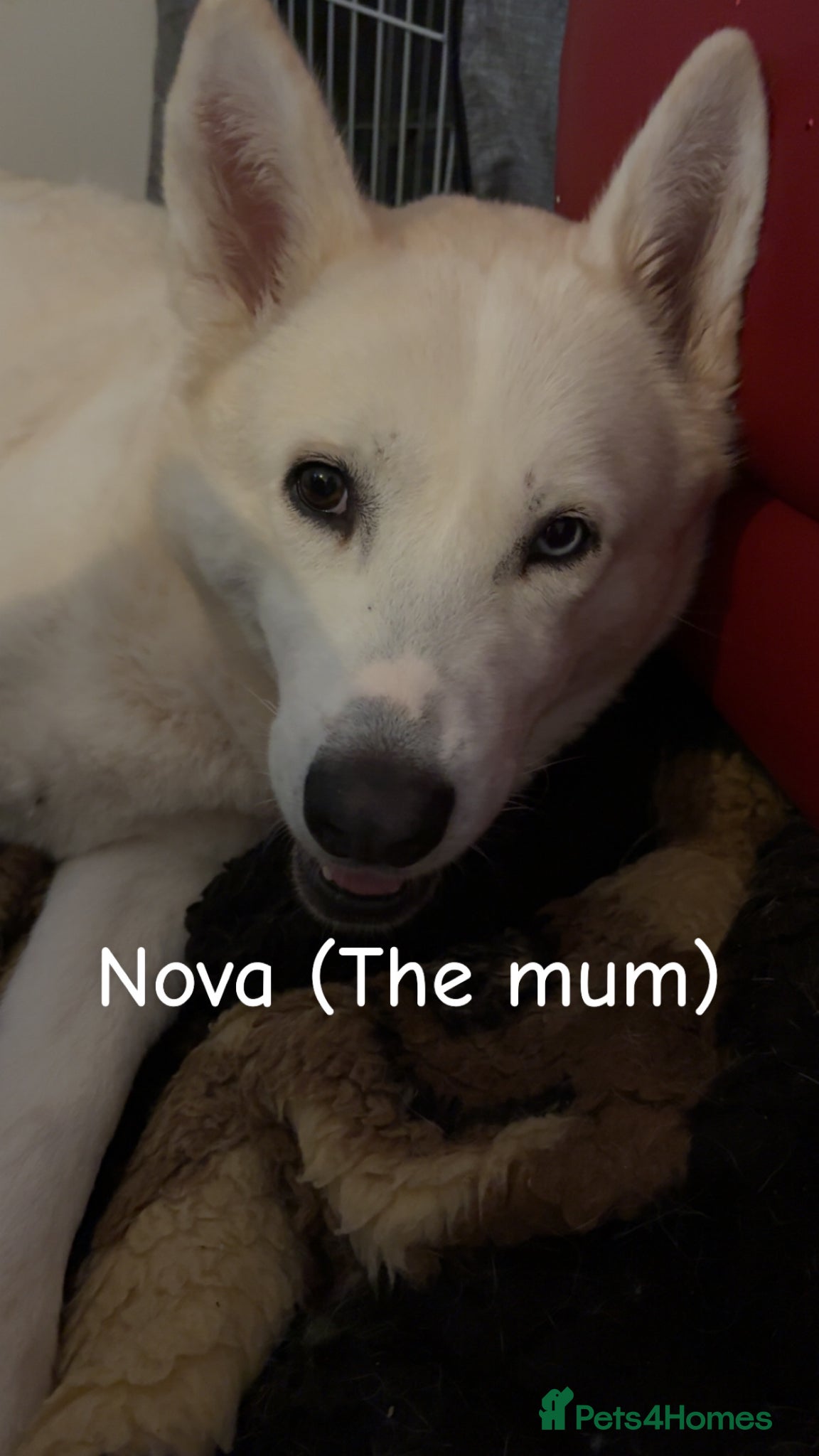 Siberian Husky dogs Siberian Huskies Full Breed - Advert 2