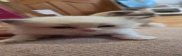 Mixed Breed cats for sale: Beautiful Ragdoll cross kittens  - Advert 10