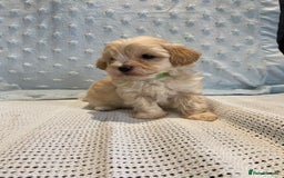 Maltipoo dogs for sale: 💖🐾Stunning health tested F1 maltipoo babies 🐾💖 - Advert 14