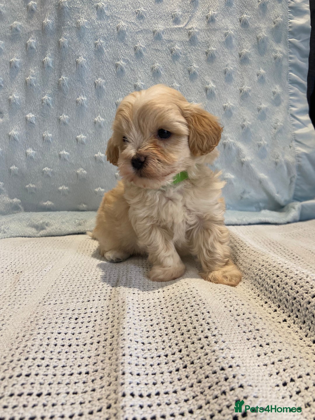 Maltipoo dogs for sale: 💖🐾Stunning health tested F1 maltipoo babies 🐾💖 - Advert 14