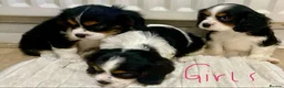 Cavalier King Charles Spaniel dogs for sale: Pure king charles cavalier puppys - Advert 19