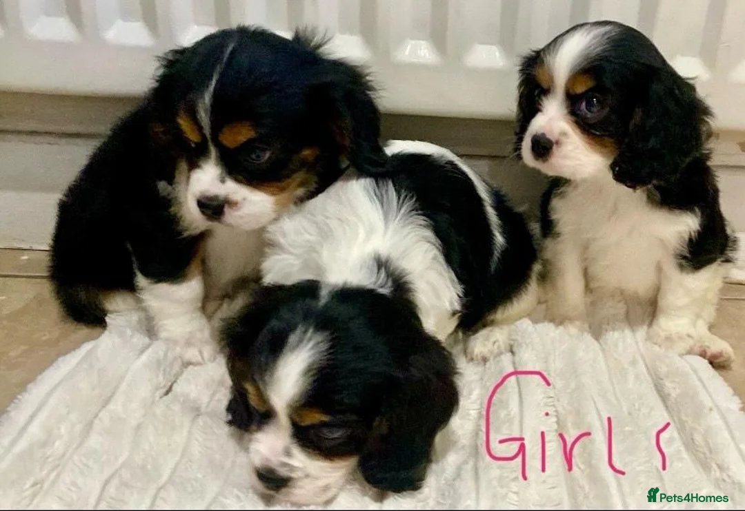 Cavalier King Charles Spaniel dogs for sale: Pure king charles cavalier puppys - Advert 19