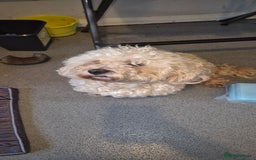 Mixed Breed dogs for sale: Gorgeous cavapoochon puppies - Image 14