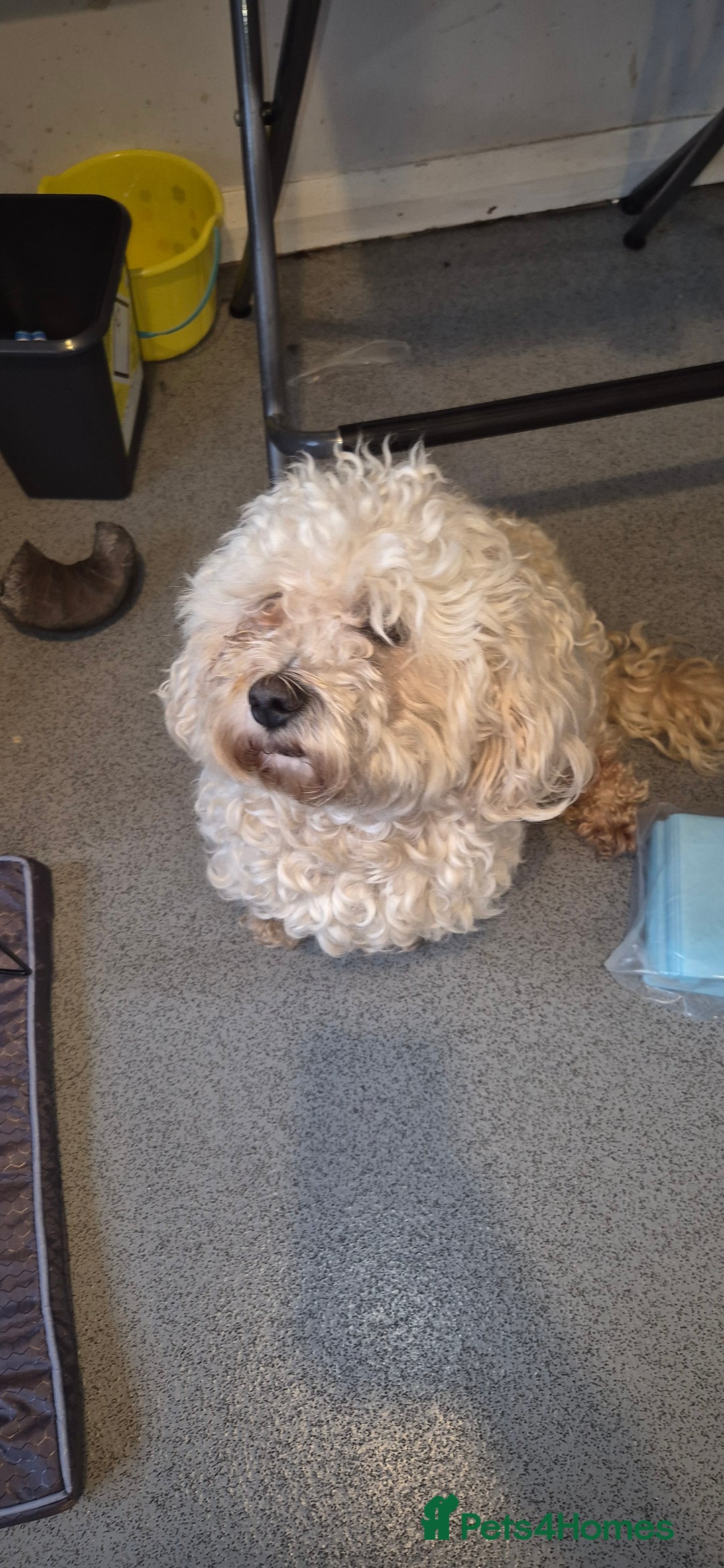 Mixed Breed dogs for sale: Gorgeous cavapoochon puppies - Image 14