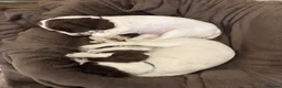English Springer Spaniel dogs for sale: KC Working ESS puppies Ready to be rehomed now - Advert 10