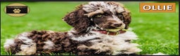 Miniature Poodle dogs for stud: Miniture Chocolate Merle poodle in Telford - Advert 4