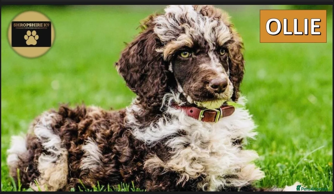 Miniature Poodle dogs for stud: Miniture Chocolate Merle poodle in Telford - Advert 4