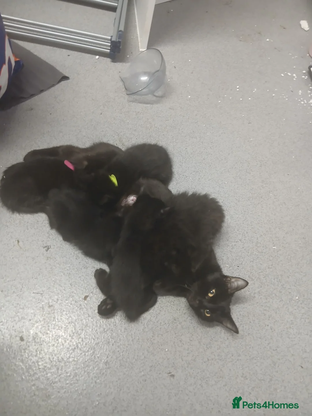 Maine Coon cats for sale: 6 week old beautiful maine coon x kittens for sale - Advert 2