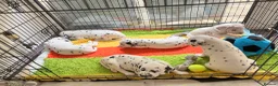 Dalmatian dogs for sale: Last one Beautiful KC Registered Dalmatian Puppie  - Advert 1