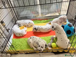 Dalmatian dogs Beautiful KC Registered Dalmatian Puppies - Advert 1