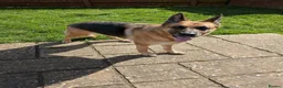 German Shepherd dogs for adoption: Amy - Norwich Norfolk  - Advert 6