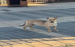 Mixed Breed dogs for adoption: Little Hugo looking for LOVE  - Image 10