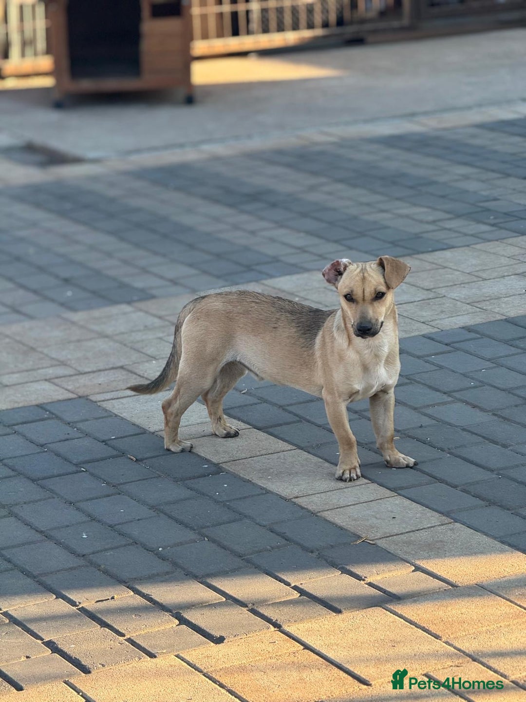 Mixed Breed dogs for adoption: Little Hugo looking for LOVE  - Image 10