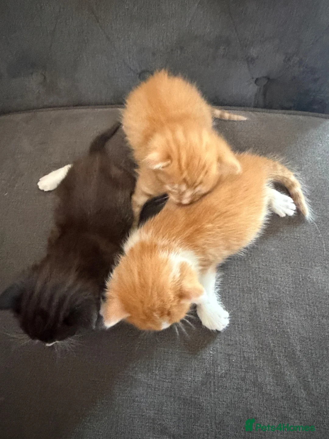 Mixed Breed cats for sale: Three beautiful fuffy little kitties girls - Advert 7