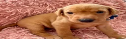 Labrador Retriever dogs for sale: KC Reg Labradors from Fully Health tested parents - Advert 16