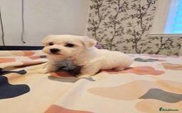 Maltese dogs for sale: 💫Tiny Maltese! 1 boy and 1 girl left! 💫 - Image 3