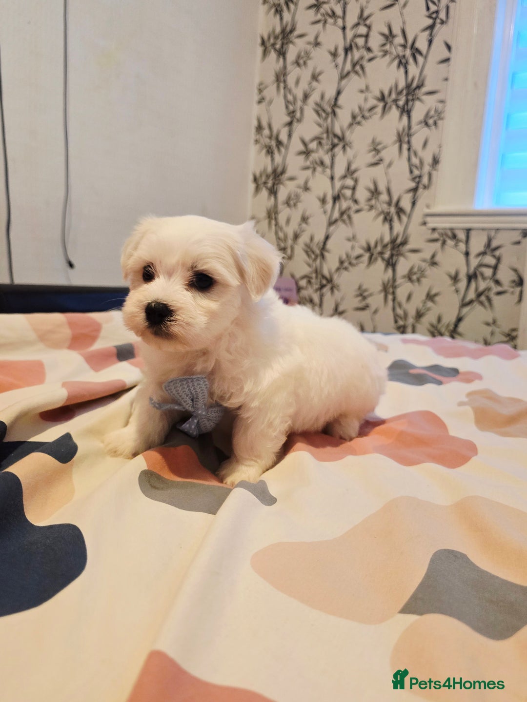 Maltese dogs for sale: 💫Tiny Maltese! 1 boy and 1 girl left! 💫 - Image 3