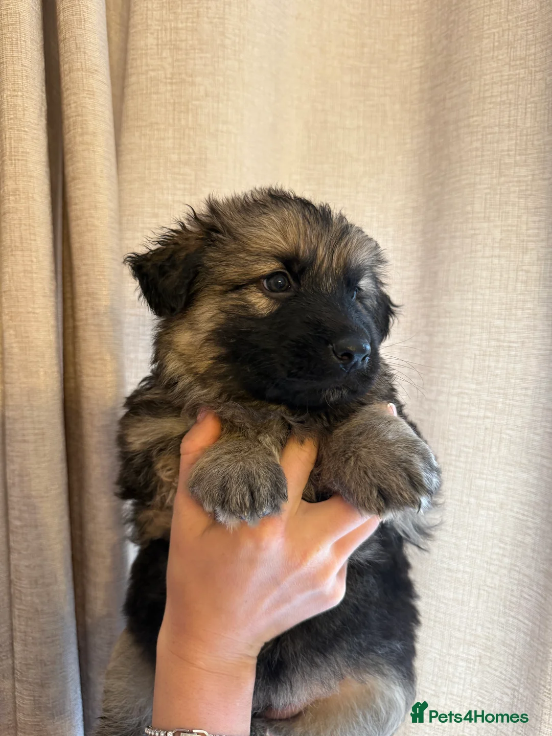 German Shepherd dogs for sale: German Shepherd Puppies - Advert 31