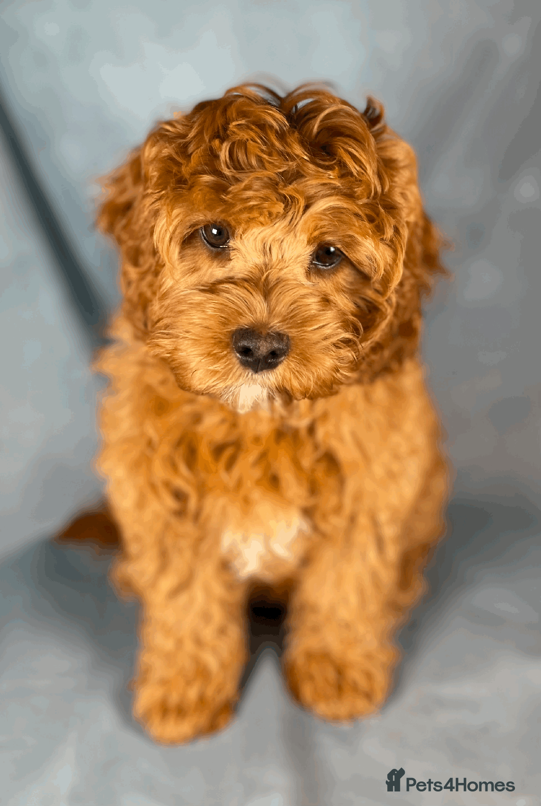 Toy Poodle dogs for stud: Exquisite Proven KC Red Stud DNA Clear Eye Tested - Advert 6
