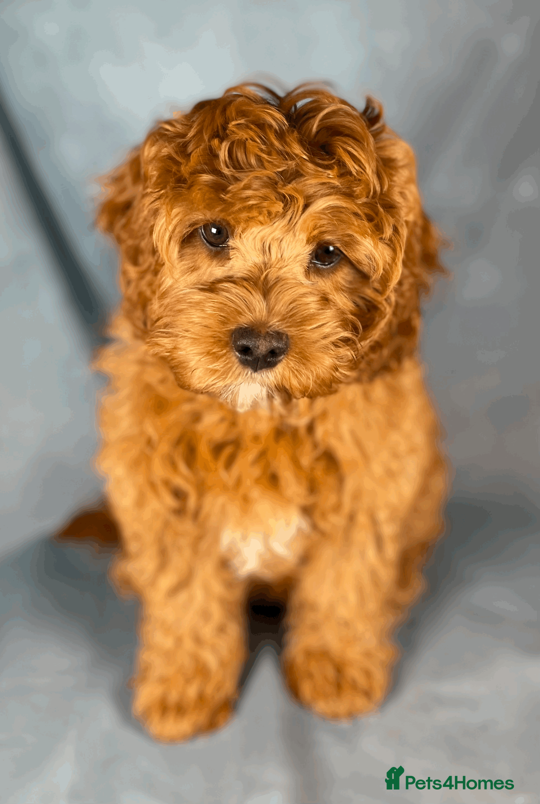 Toy Poodle dogs for stud: Exquisite Proven KC Red Stud DNA Clear Eye Tested - Advert 6
